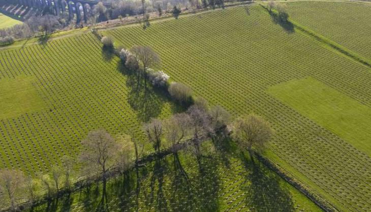 The Carbon Community reforestation field trial site in Wales The Carbon Community