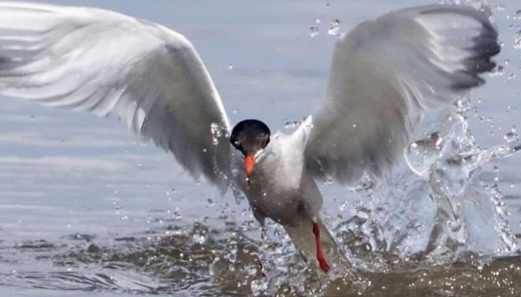 Common tern