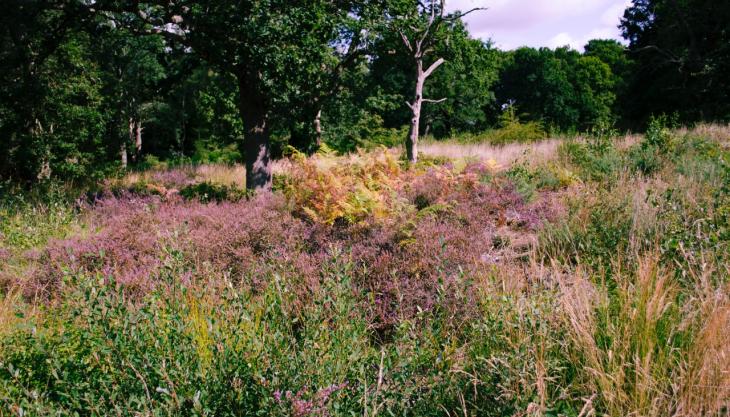 Heather at Hertford Heath. Photo: Frieda Rummenhohl Hertford Heath