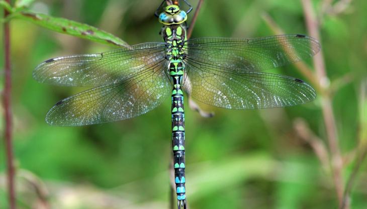 Funding from Hills helps create dragonfly habitats Southern hawker dragonfly