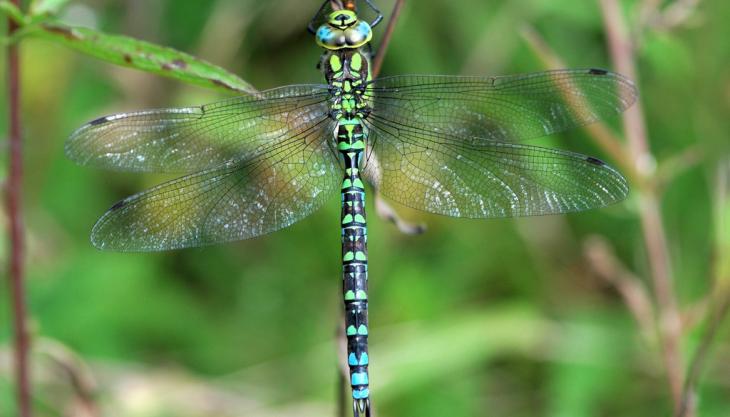 Southern hawker dragonfly