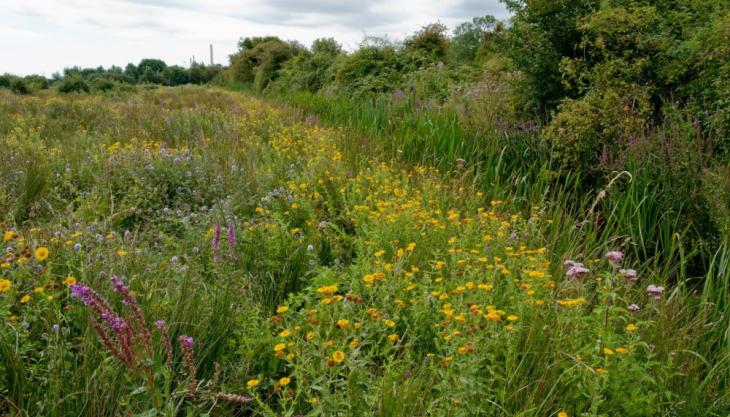 Part of Holborough Marshes nature reserve Holborough Marshes