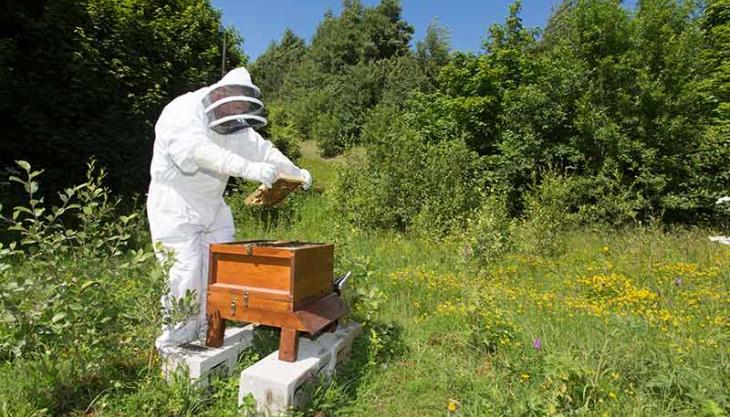 Mr Porter tending the bee hives at Hope Works Bee hive at Hope Works