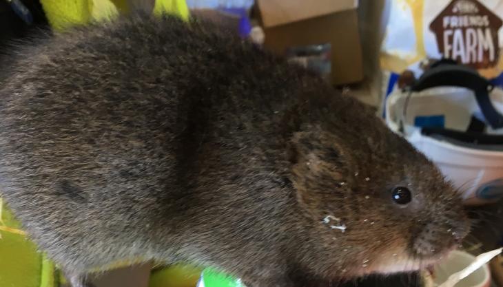 One of the Isle of Grain water voles Water vole