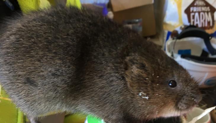 Water vole