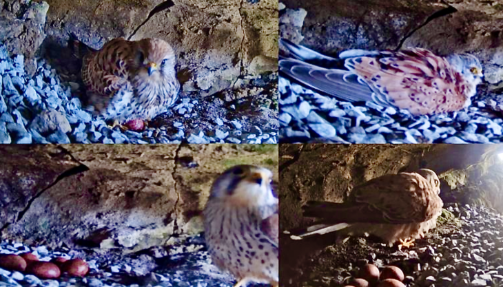 Views from Mannok's Kestrel Cam Kestrel Cam