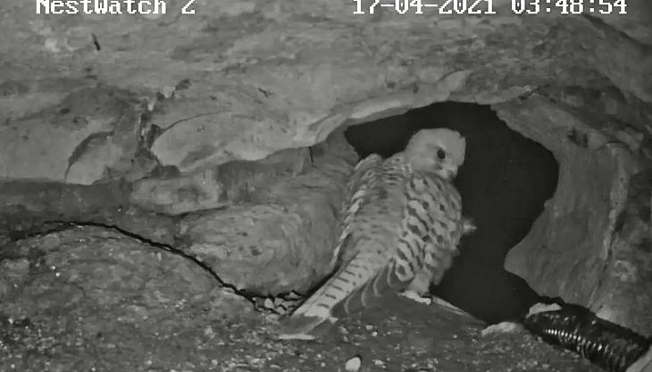Kestrel Cam has been installed at one of Mannok's quarries in Ireland Kestrel Cam