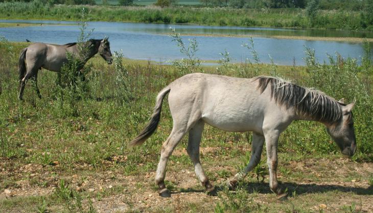 Konik ponies at Floodplain Forest Nature Reserve in Milton Keynes Konik ponies
