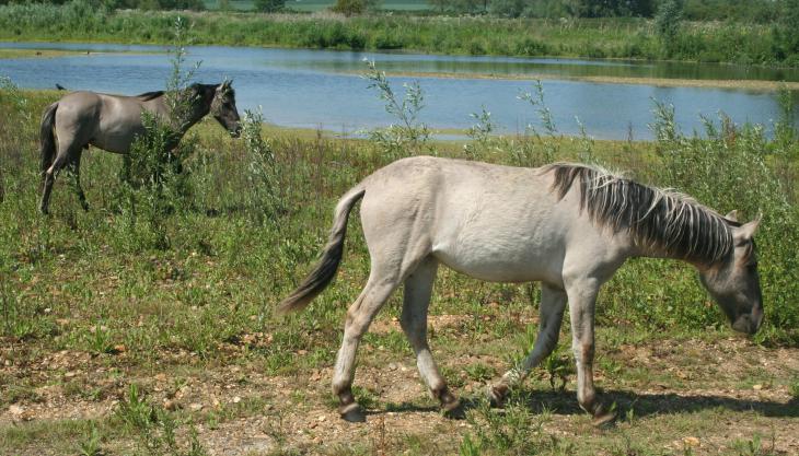 Konik ponies