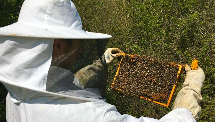 Bees at Aberthaw cement plant