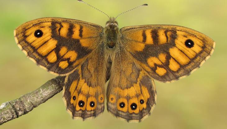 Wall butterfly