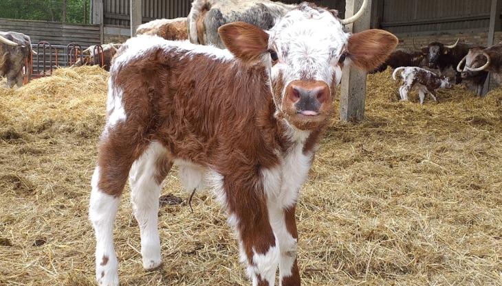 One of the new-born Longhorn calves at Panshanger Park Longhorn calf