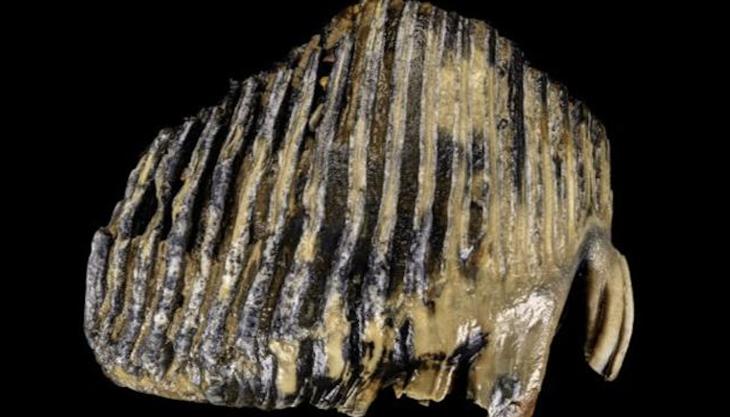 The mammoth tooth uncovered by the Arco Avon Mammoth tooth
