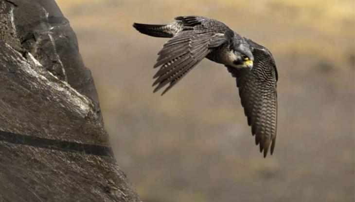 The MPA has updated its Biodiversity Strategy Biodiversity Strategy