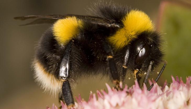 Bumblebee Conservation Trust