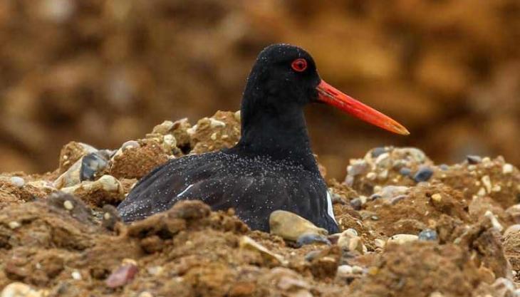 In 2016 MPA recorded the creation of 6,000ha of priority habitat to date with a further 8,700ha of priority habitat creation planned Oystercatcher