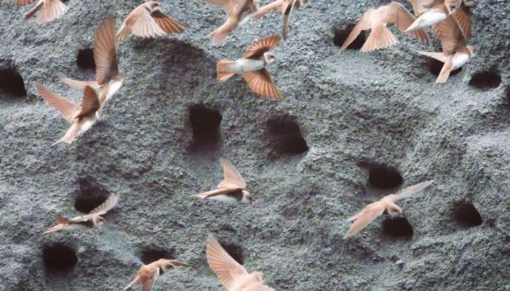 Award-winning photo of sand martins taken by Michael Cardus Sand martins