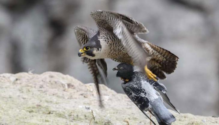 Tarmac employee Jeremy West's photo of a peregrine falcon and its prey won second place at the MPA's 2021 Nature Photo competition Tarmac employee Jeremy West's photo