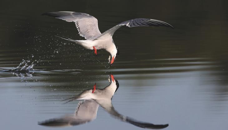 First prize in the employees section of the 2021 MPA Nature Photo Competition – David Soons, production operative, Aggregate Industries - Common tern, Cotswold Water Park, Gloucestershire Common tern