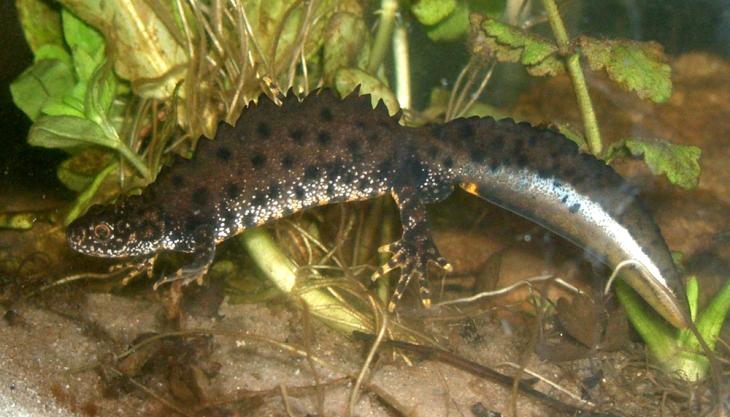 Great crested newt