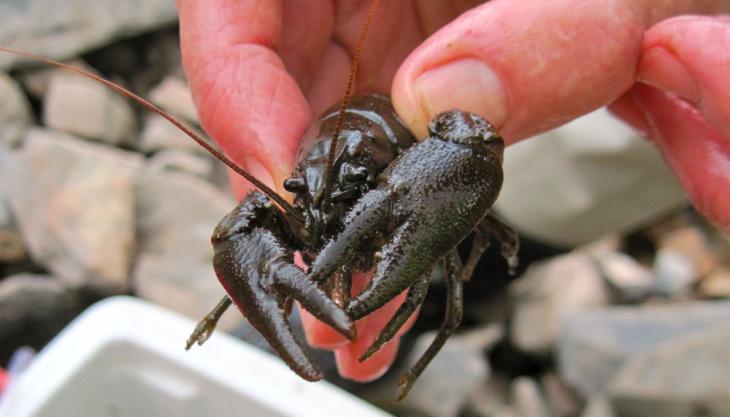 White-clawed crayfish White-clawed crayfish