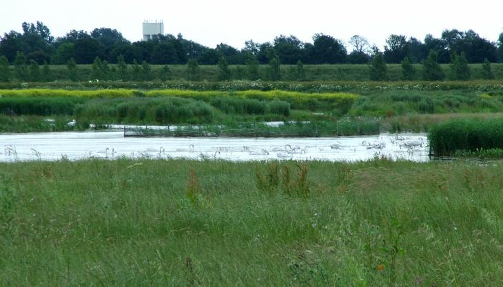 Needingworth reed beds Needingworth reed beds