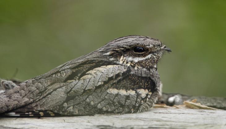 Nightjar (Photo: RSPB) Nightjar
