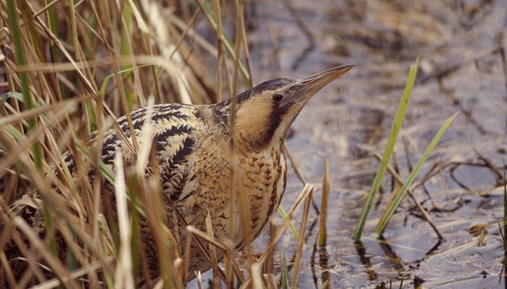 Bittern Bittern