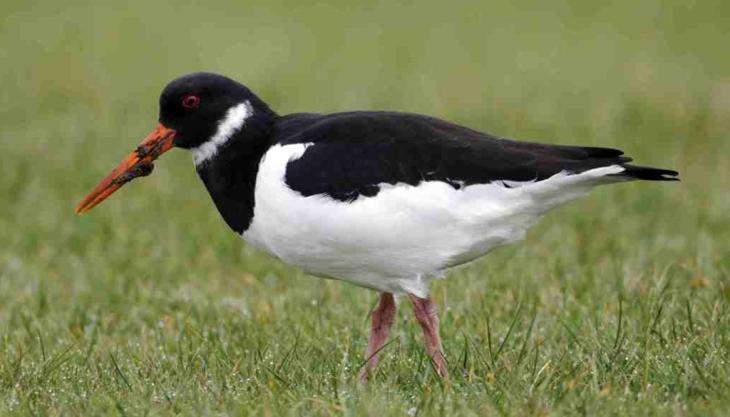 Oystercatcher Oystercatcher