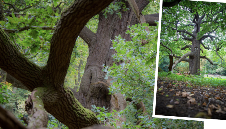 Veteran trees at Panshanger Park Panshanger Park