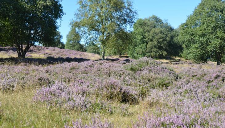 Part of King’s Wood and Rushmere Nature Reserve Tarmac National Nature Reserve
