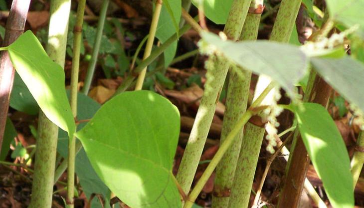 Japanese knotweed Japanese knotweed