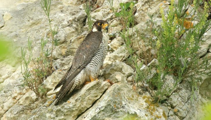 Peregrine falcon (c) Jon Hawkins, Surrey Hills Photography