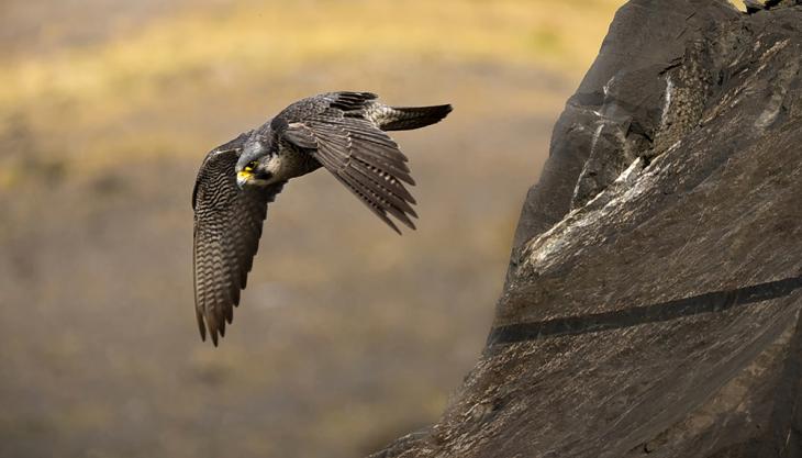 Peregrine falcon at undisclosed northern quarry. Photo: Michael Cardus