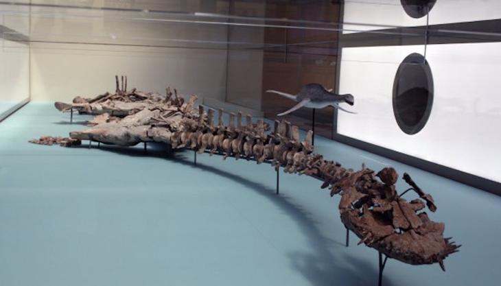 The fossilized plesiosaur skeleton found at Forterra's Must Farm Quarry Plesiosaur skeleton