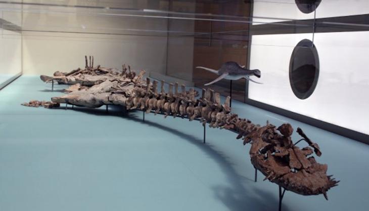 Plesiosaur skeleton