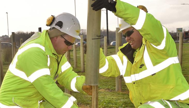 Tree planting on Farlington roundabout in Portsmouth Colas tree planting