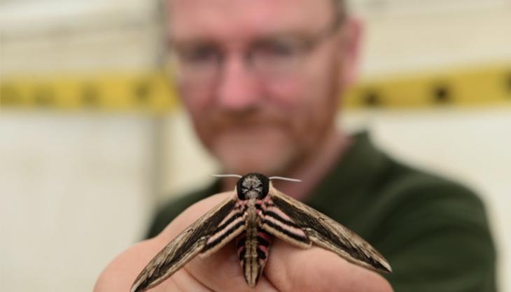 1,250 wildlife species were identified at Kings Dyke Nature Reserve, including the privet hawk-moth Privet hawk-moth
