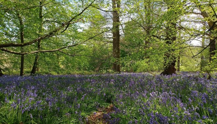 As part of the Queen’s Green Canopy project, another 17,000 trees are to be planted at Panshanger Park Queen’s Green Canopy