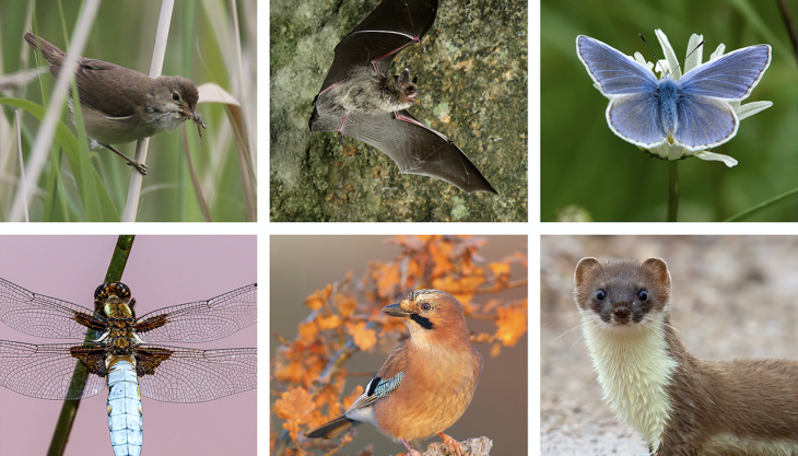 Each day for the next 50 days the MPA will highlight one mammal, bird, amphibian, reptile, invertebrate or plant that has flourished thanks to the restoration and ongoing management of former quarries Quarries & Nature 2021