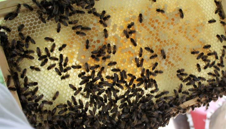 Bee colonies thriving at Quinn sites Bees