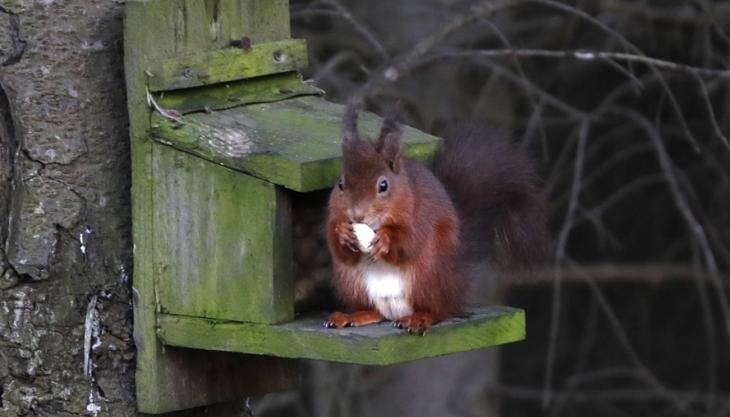 Red squirrel on the feeding station at Harden Quarry Red squirrel