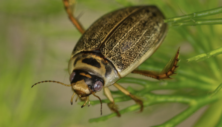 Bugs and beetles such as the Rhantus Frontalis will be allowed to flourish at Dogsthorpe Star Pit thanks to a donation from the Tarmac Landfill Communities Fund Rhantun Frontalis beetle