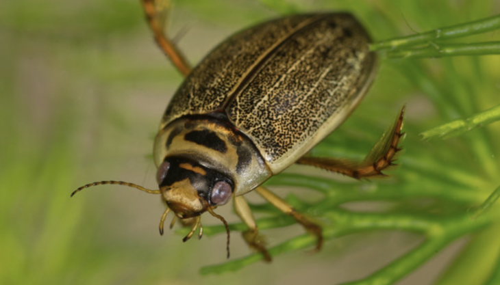 Rhantun Frontalis beetle