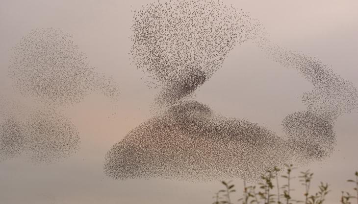 Starling murmuration