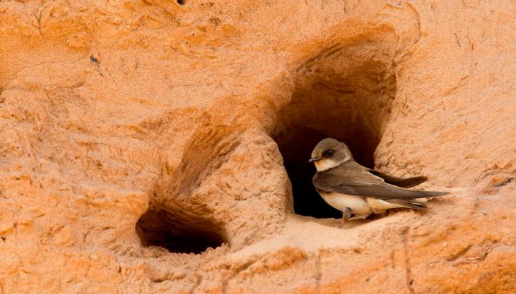 Sand martin Sand martin