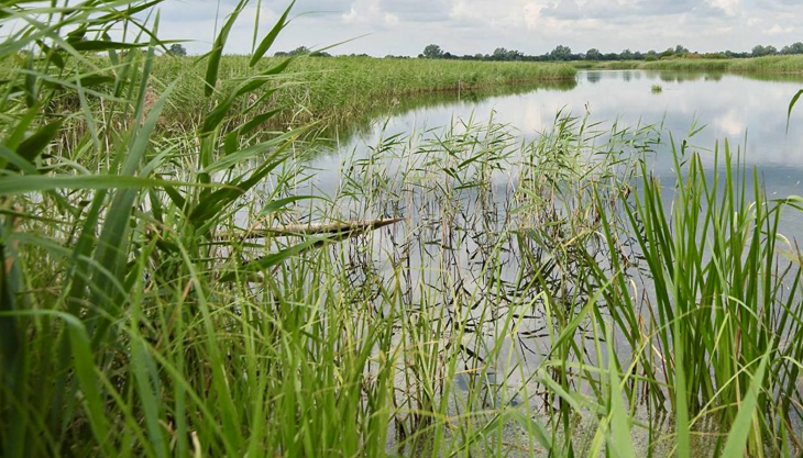 RSPB Ouse Fen, created by the Hanson-RSPB Wetland Project RSPB Ouse Fen