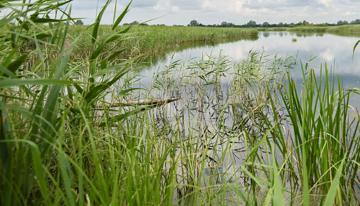 RSPB Ouse Fen