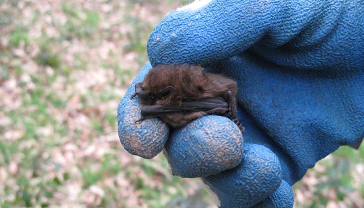 SLR assist bat surveys with Low Impact Bat Class Licence Bat survey