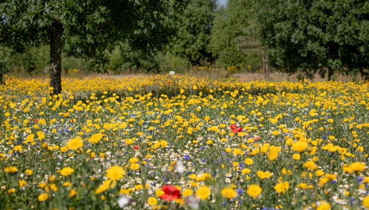Part of the new wildflower meadow at SMT GB’s Duxford head office Wildflower meadow